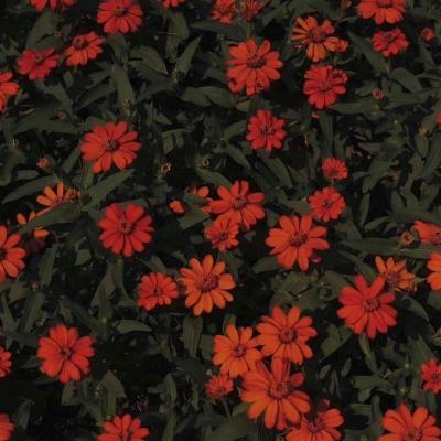 bd体育地址截图