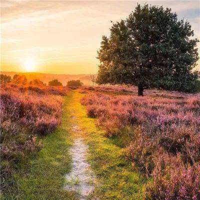 贝博app代言艾弗森手机app下载